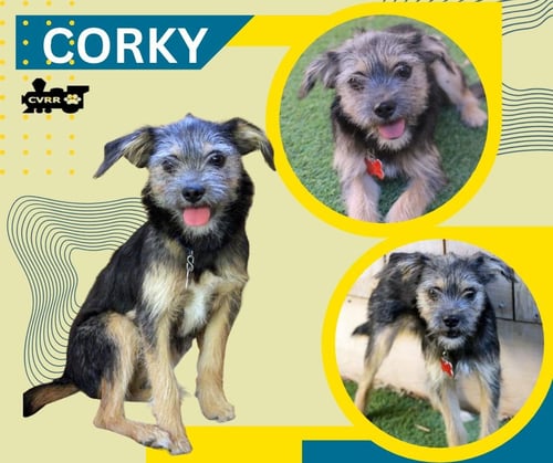 CORKY (PUPPY) - Terrier available for adoption