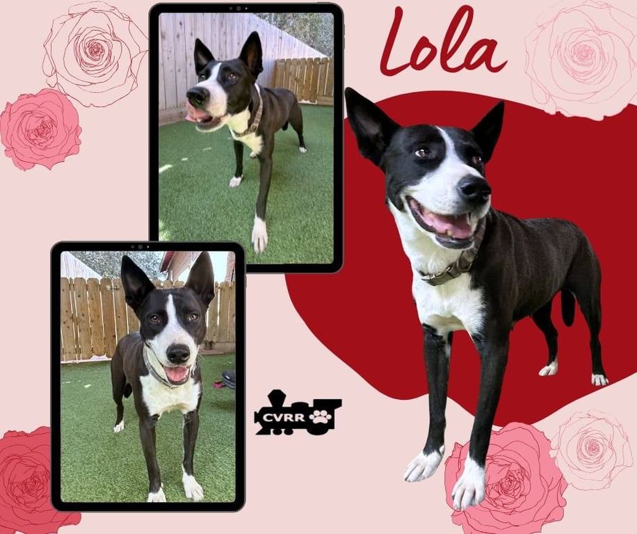 Lola Image