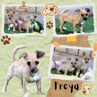 Freya (Puppy) - Photo 1