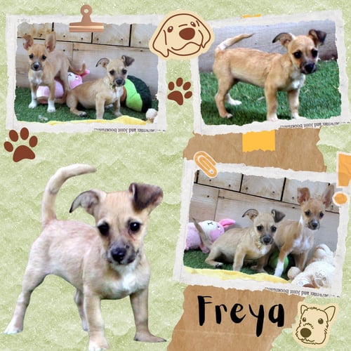 FREYA (PUPPY) - Chihuahua / Terrier available for adoption
