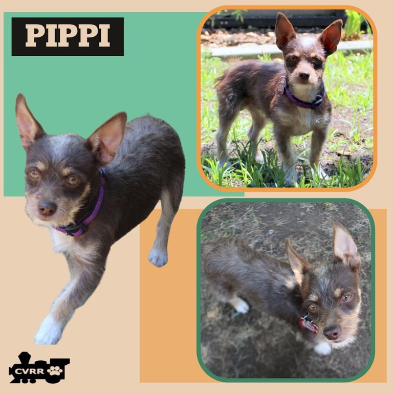 Pippi Image