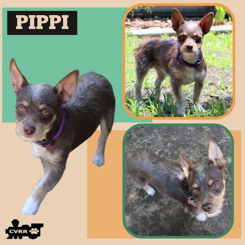 PIPPI - Miniature Pinscher / Terrier available for adoption