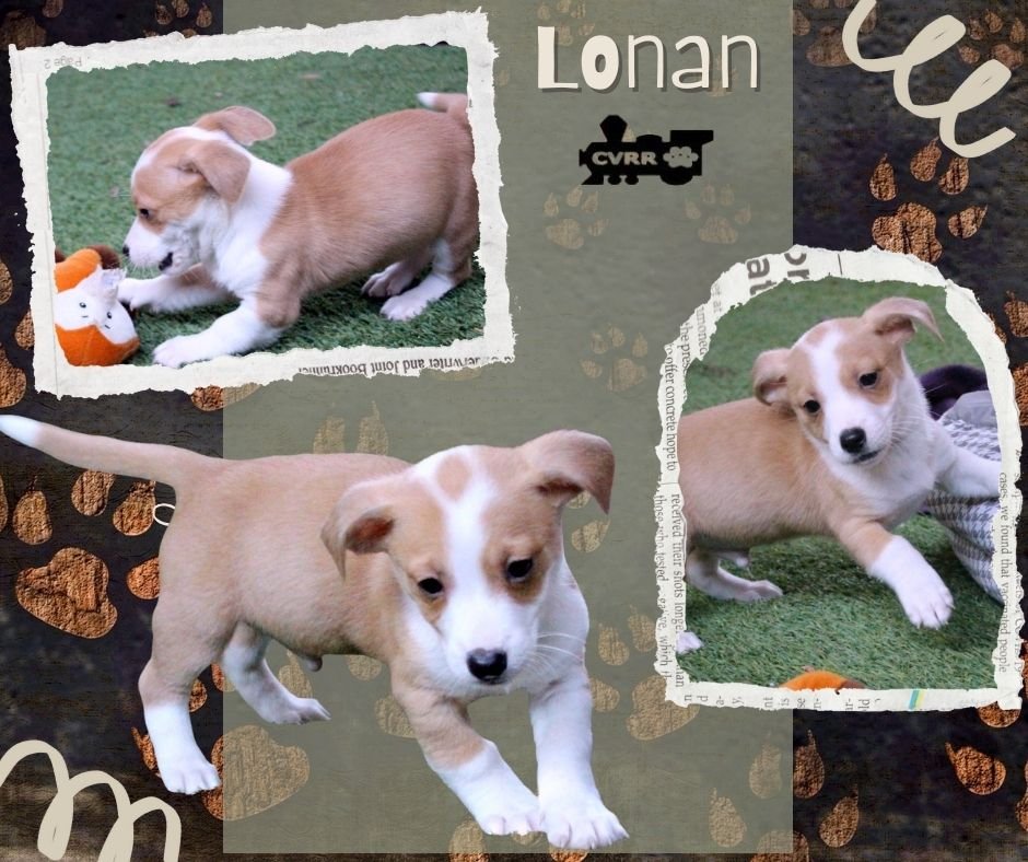 LONAN (PUPPY) - Chihuahua / Terrier available for adoption