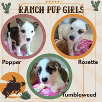 Ranch Pup Girls (Puppy) - Photo 1