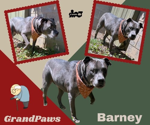 BARNEY (GRANDPAWS)