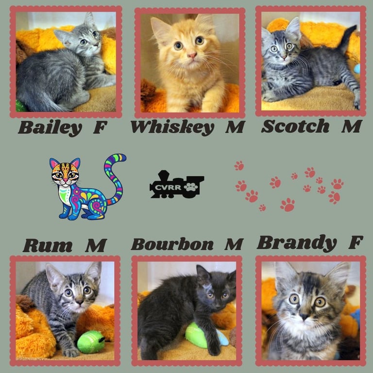 Whiskey Kittens Image