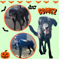 Gomez - Photo 1