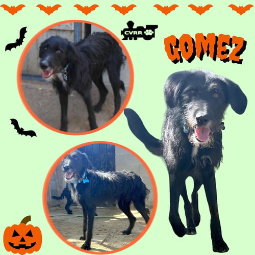 GOMEZ - German Wirehaired Pointer available for adoption