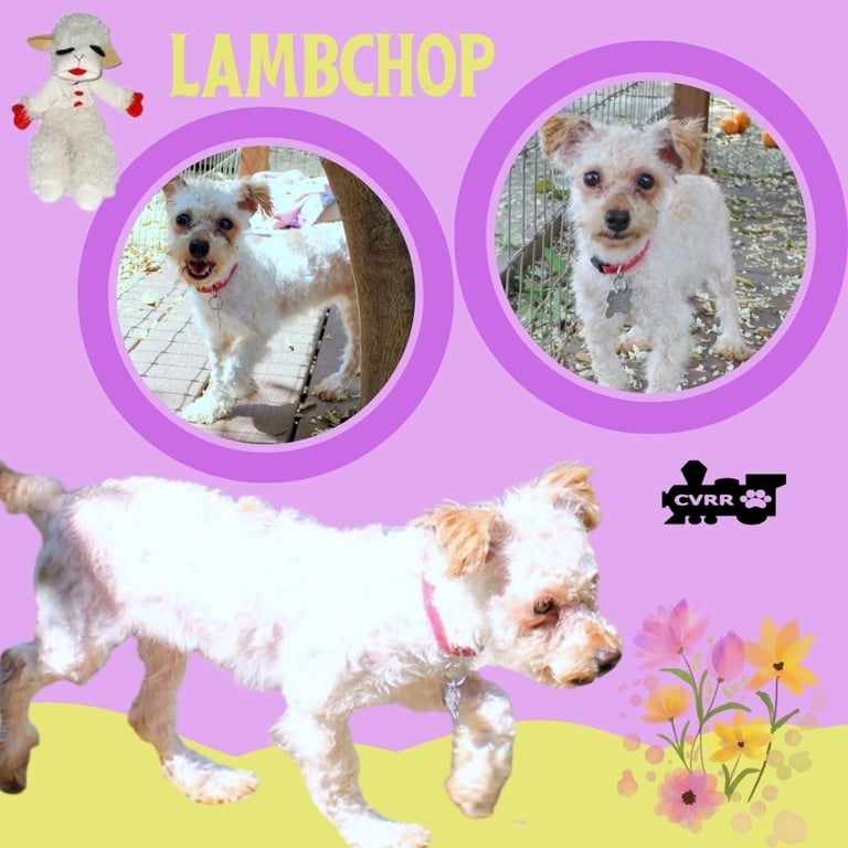 Lambchop Image