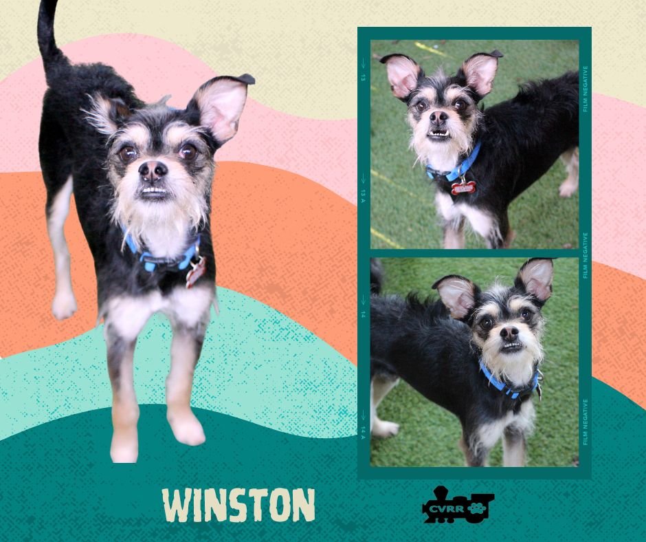 WINSTON - Terrier / Schnauzer available for adoption