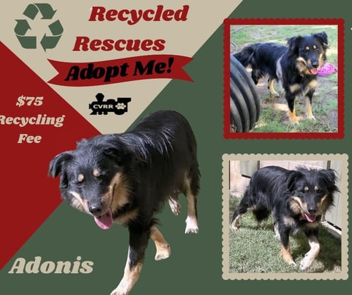 ADONIS (RECYCLE) - Australian Shepherd available for adoption