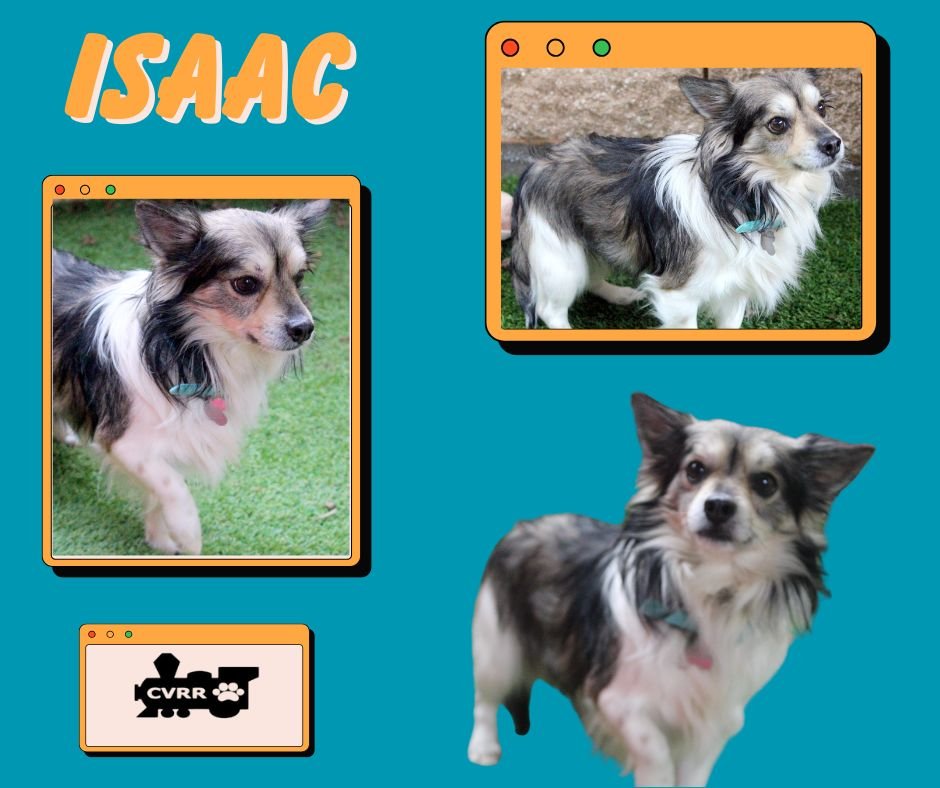 ISAAC - Papillon available for adoption