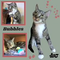 Bubbles (Cat) - Photo 1