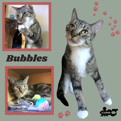 BUBBLES (CAT) - Tabby available for adoption