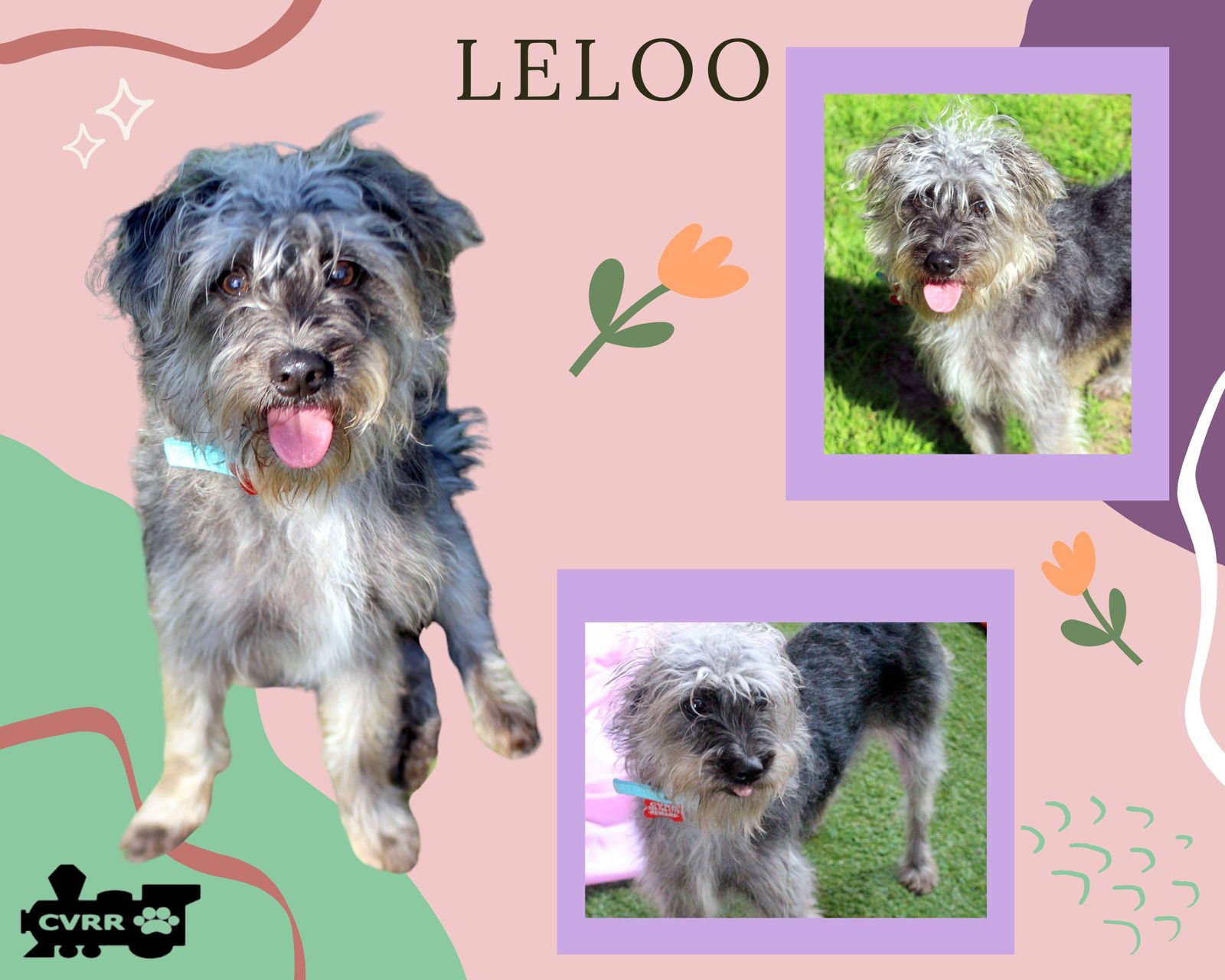 LELOO (RITZY) - Yorkshire Terrier Yorkie available for adoption