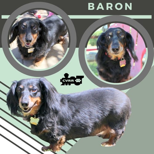 BARON (RITZY-GRANDPAWS)