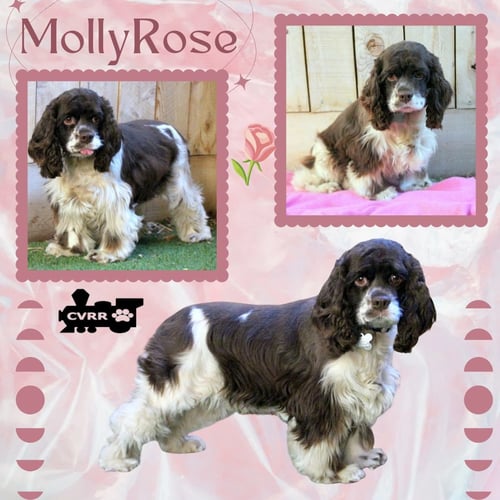 MOLLY ROSE (RITZY)