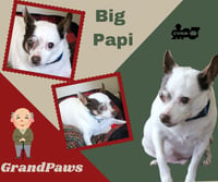 Big Papi Grandpa's (Recycle) - Photo 2