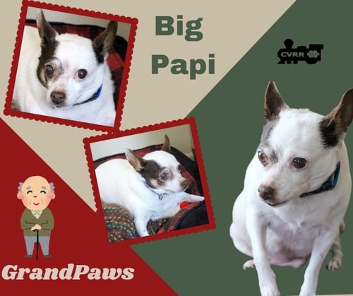 BIG PAPI GRANDPA'S (RECYCLE) - Rat Terrier available for adoption