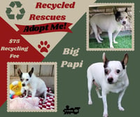 Big Papi Grandpa's (Recycle) - Photo 1
