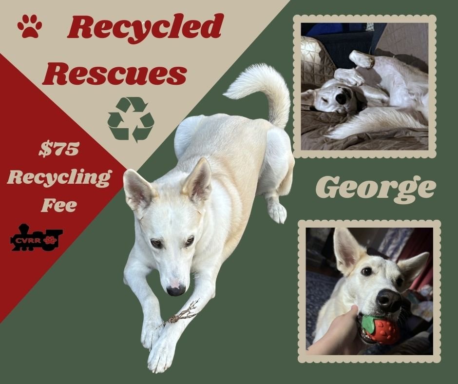GEORGE (RECYCLE) - Husky / Shepherd available for adoption