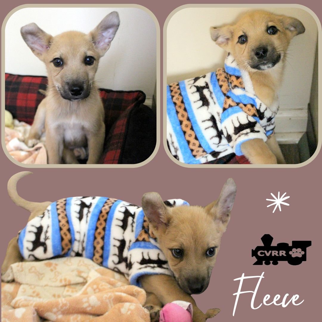 FLEECE (PUPPY) - Australian Shepherd / Shepherd available for adoption