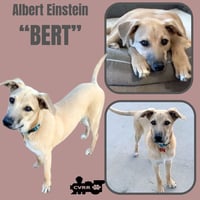Bert - Photo 5