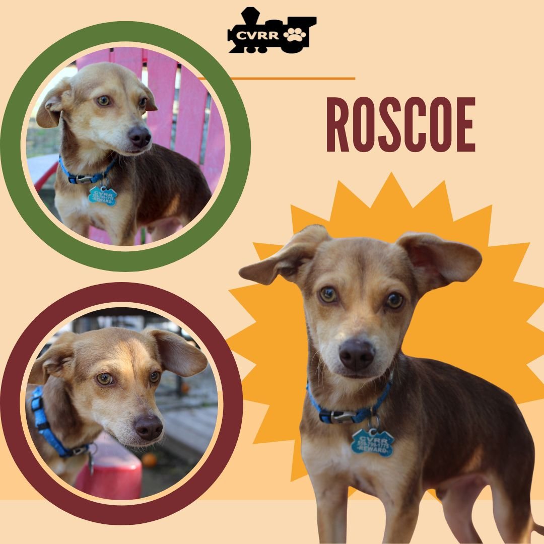 ROSCOE - Miniature Pinscher / Chihuahua available for adoption