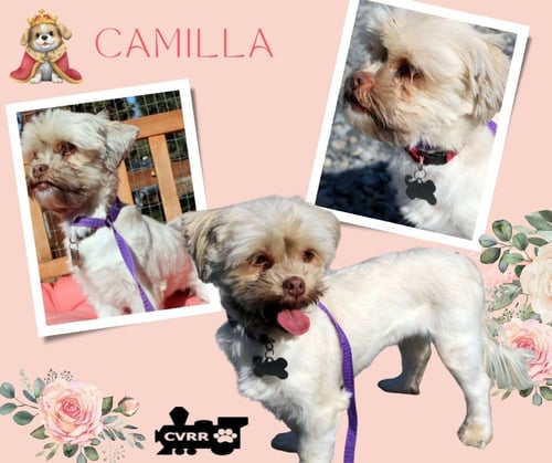 CAMILLA (RITZY) - Shih Tzu available for adoption