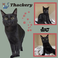 Thackery (Kitten) - Photo 1