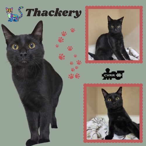 THACKERY (KITTEN) - Domestic Short Hair available for adoption