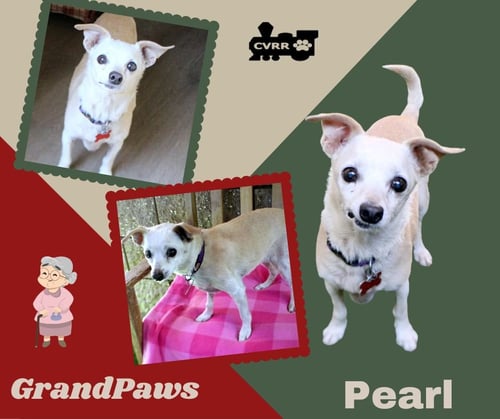 PEARL (GRANDPAWS) - Chihuahua available for adoption