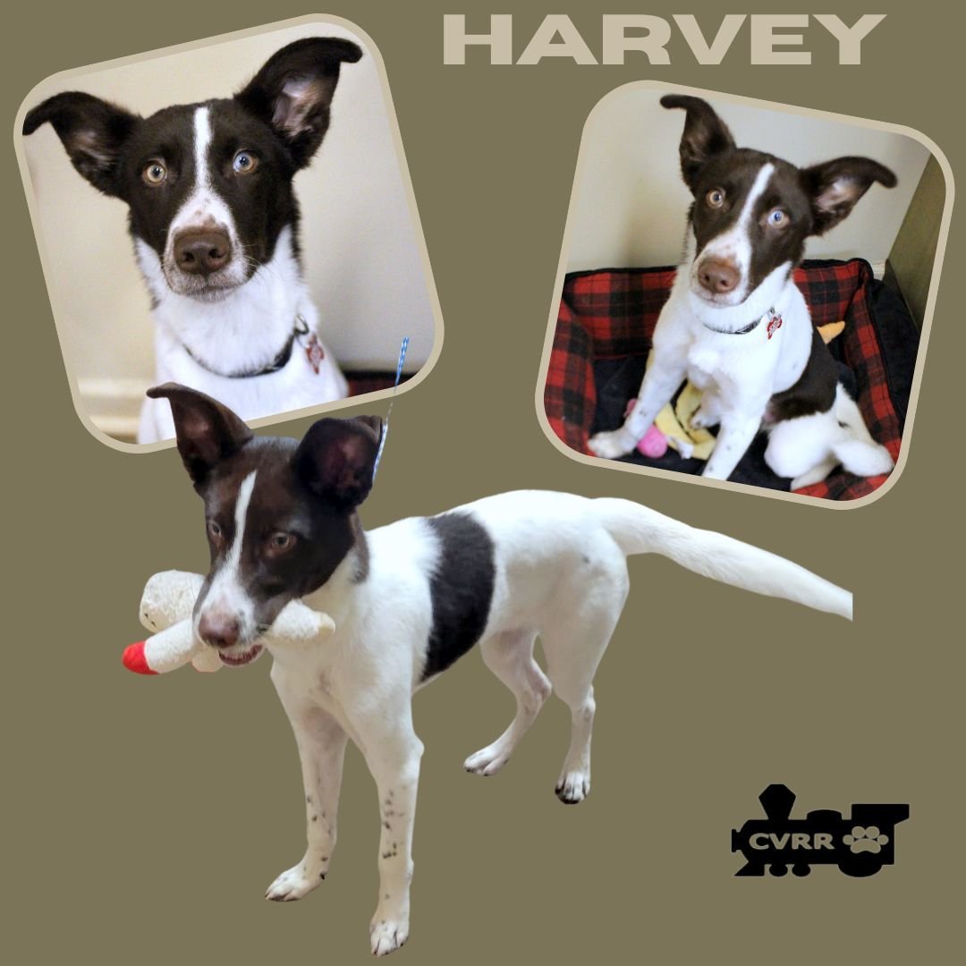 HARVEY - McNab / Pointer available for adoption