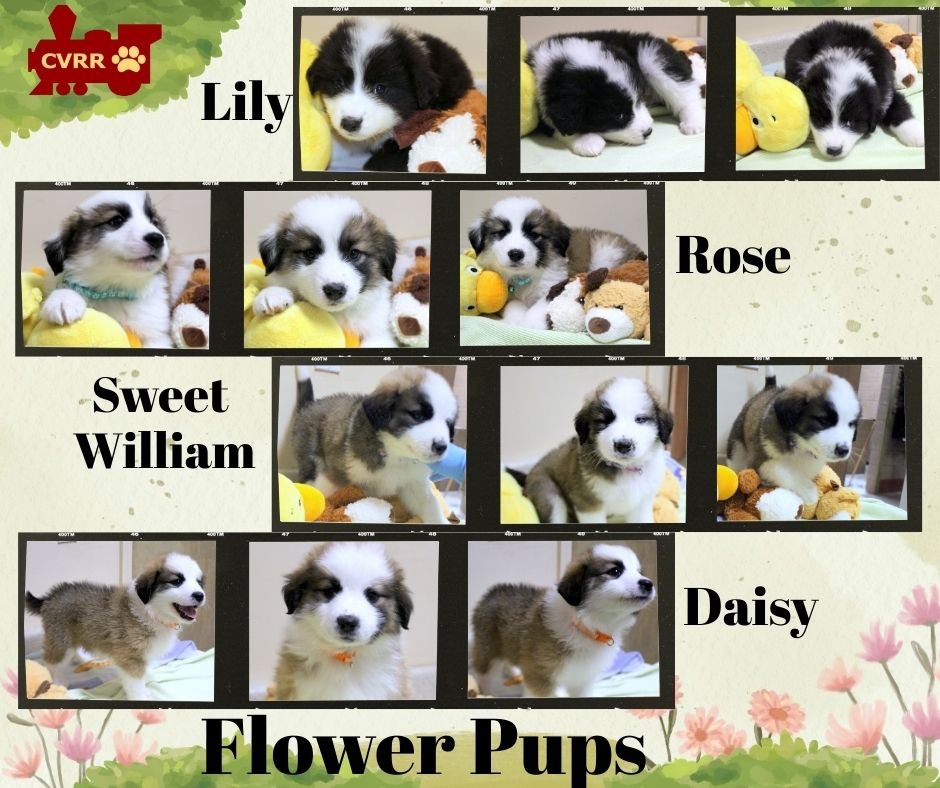 FLOWER PUPS (PUPPY) - Australian Shepherd available for adoption