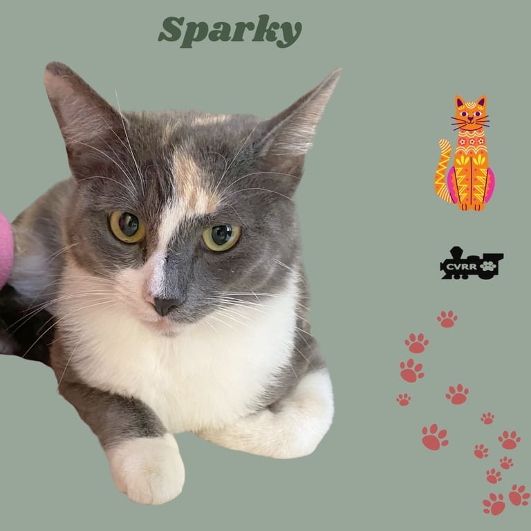 Sparky (Cat) Image