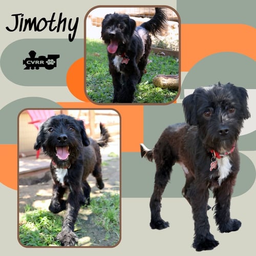 JIMOTHY - Terrier / Schnauzer available for adoption