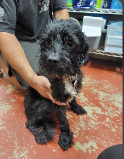 JIMOTHY - Terrier / Schnauzer available for adoption