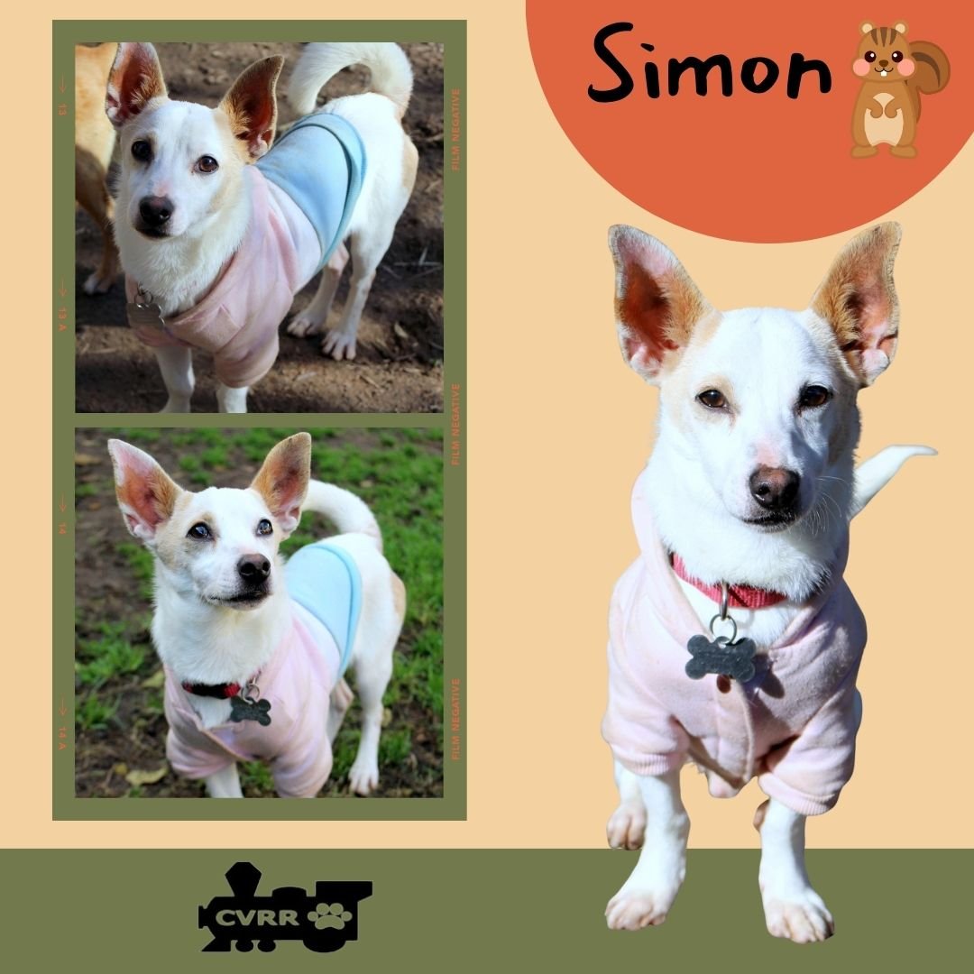 SIMON - Chihuahua / Terrier available for adoption