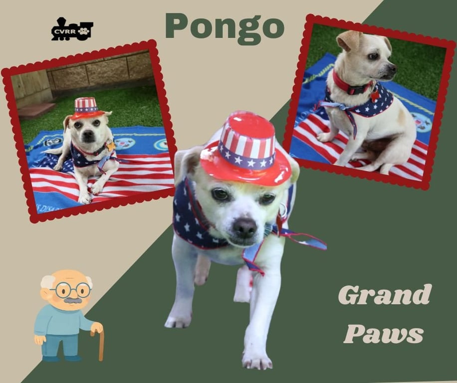 Pongo (GrandPaws) Image
