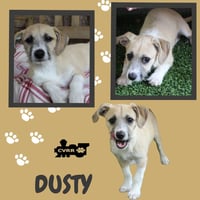 Dusty (Puppy) - Photo 1
