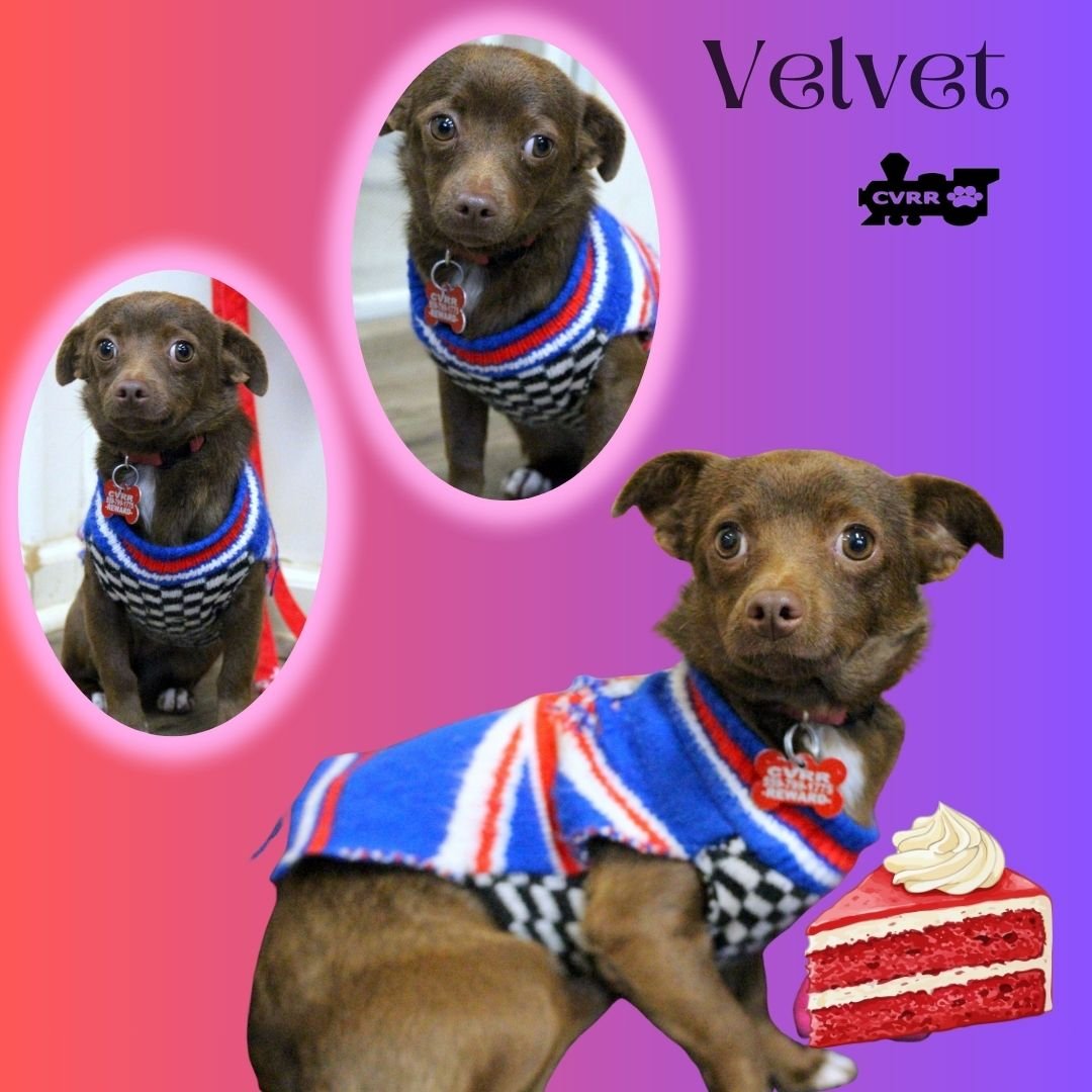 VELVET - Chihuahua / Pomeranian available for adoption