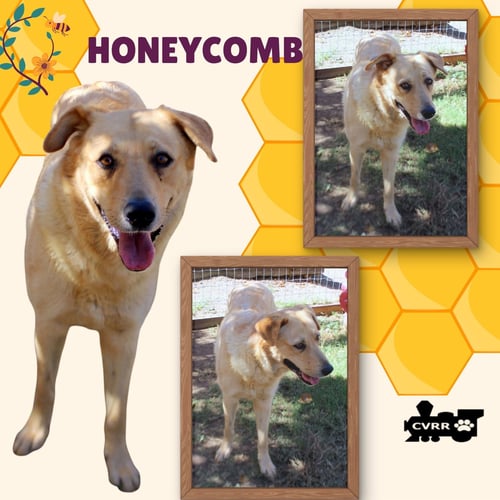 HONEYCOMB - Golden Retriever available for adoption