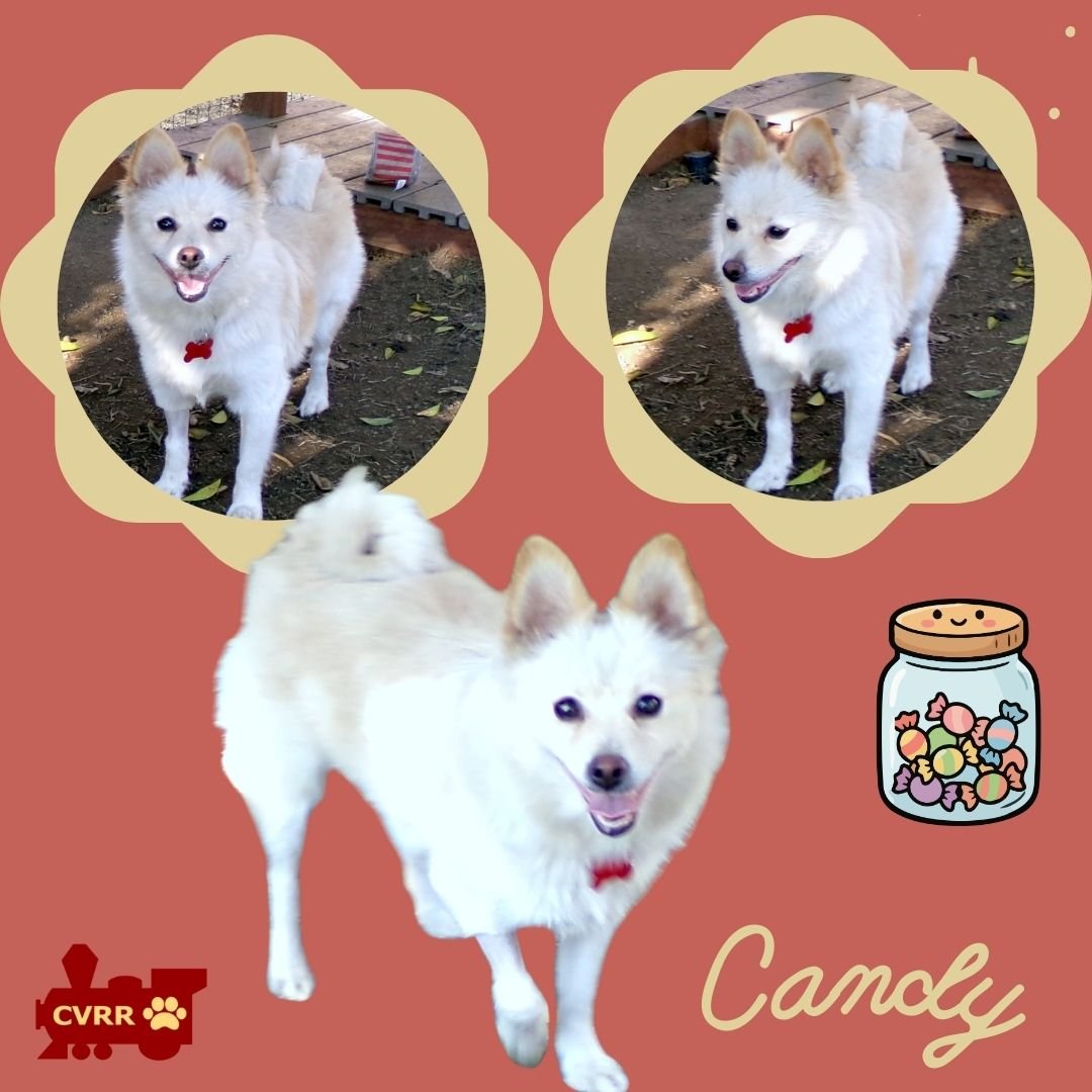 CANDY - Pomeranian available for adoption