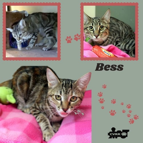 BESS (KITTEN)