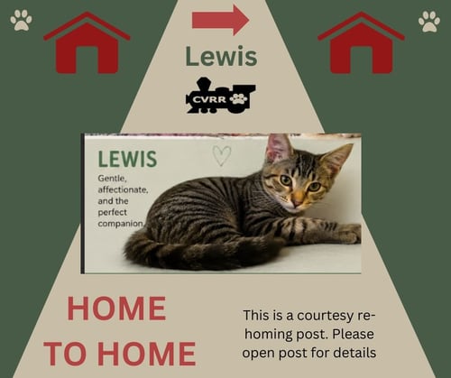 LEWIS *HOME 2 HOME* - Domestic Short Hair available for adoption