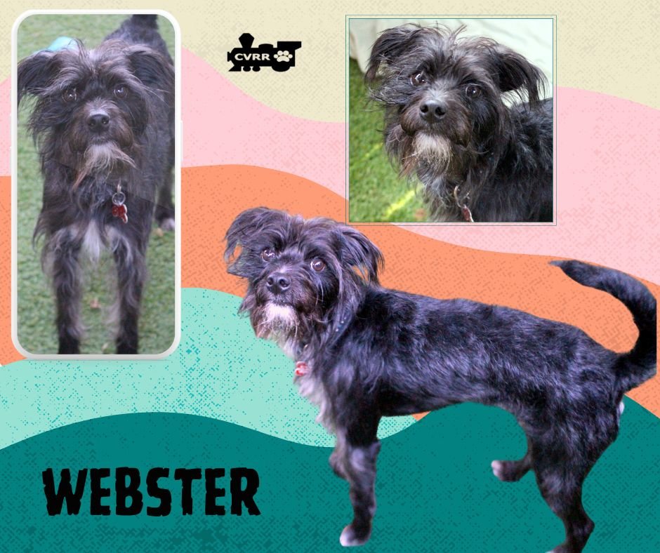 WEBSTER - Terrier / Schnauzer available for adoption