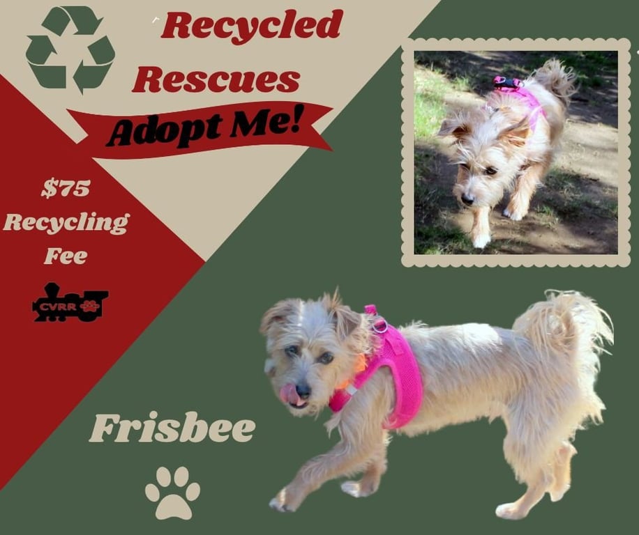 Frisbee (Recycle) Image