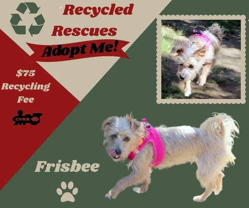 FRISBEE (RECYCLE) - Terrier available for adoption
