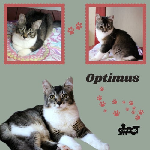 OPTIMUS (CAT)