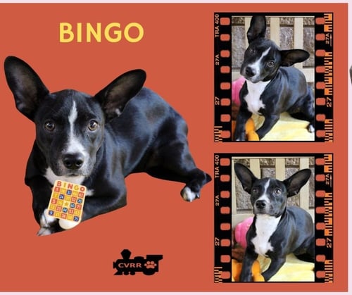 BINGO (PUPPY) - Boston Terrier / Border Collie available for adoption